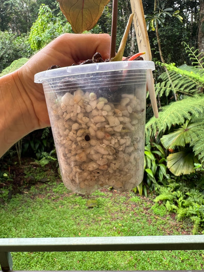 Anthurium Travesty Clone