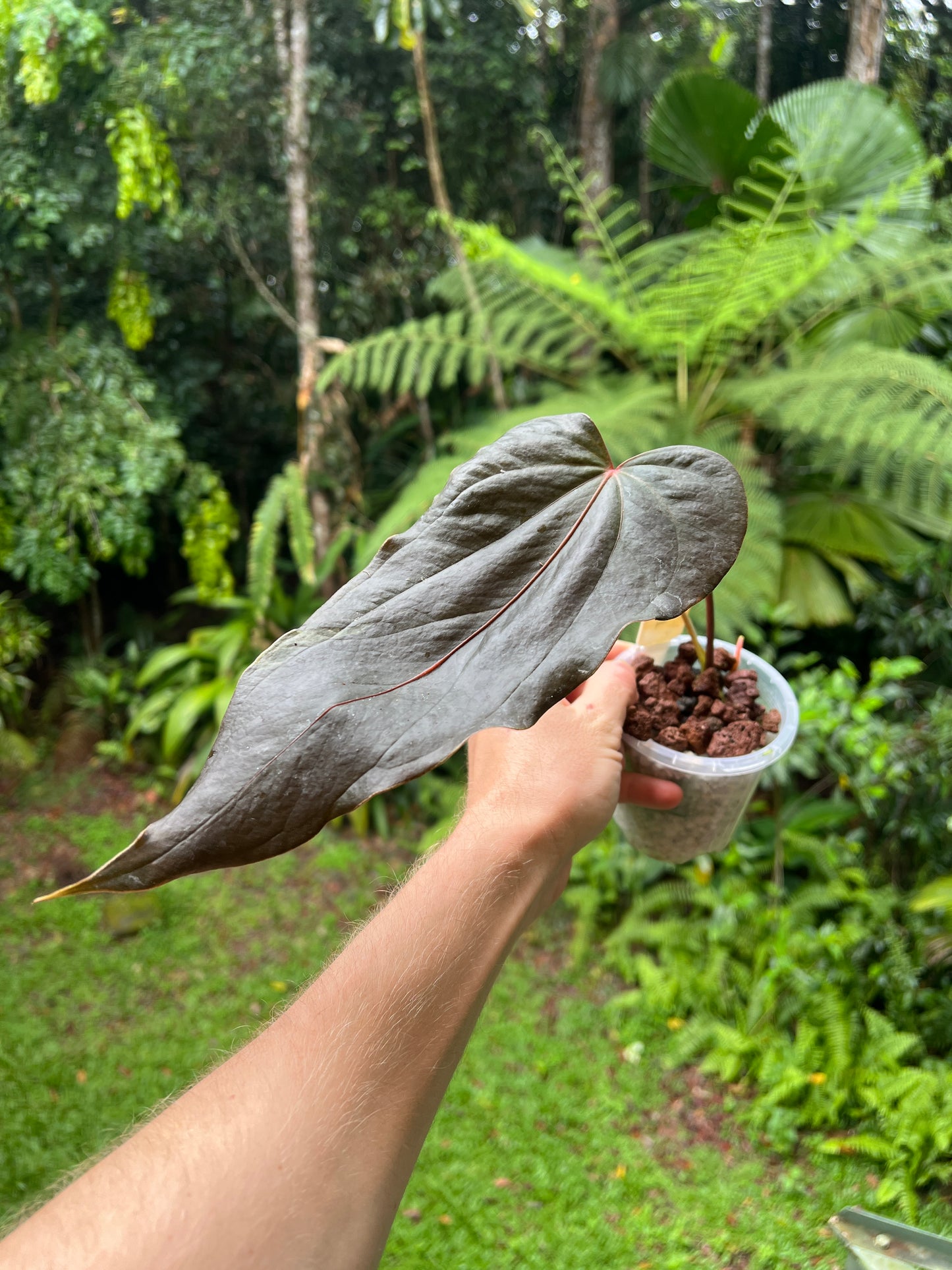 Anthurium Travesty Clone