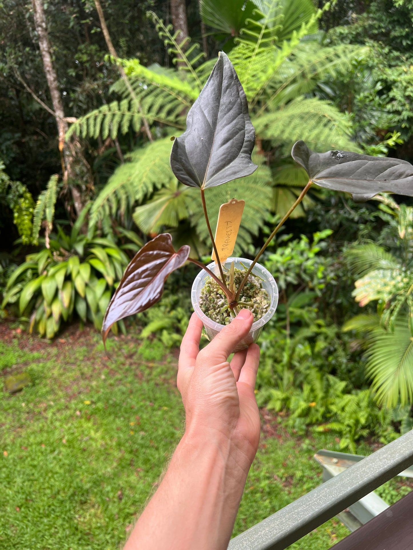 Anthurium Travesty Clone