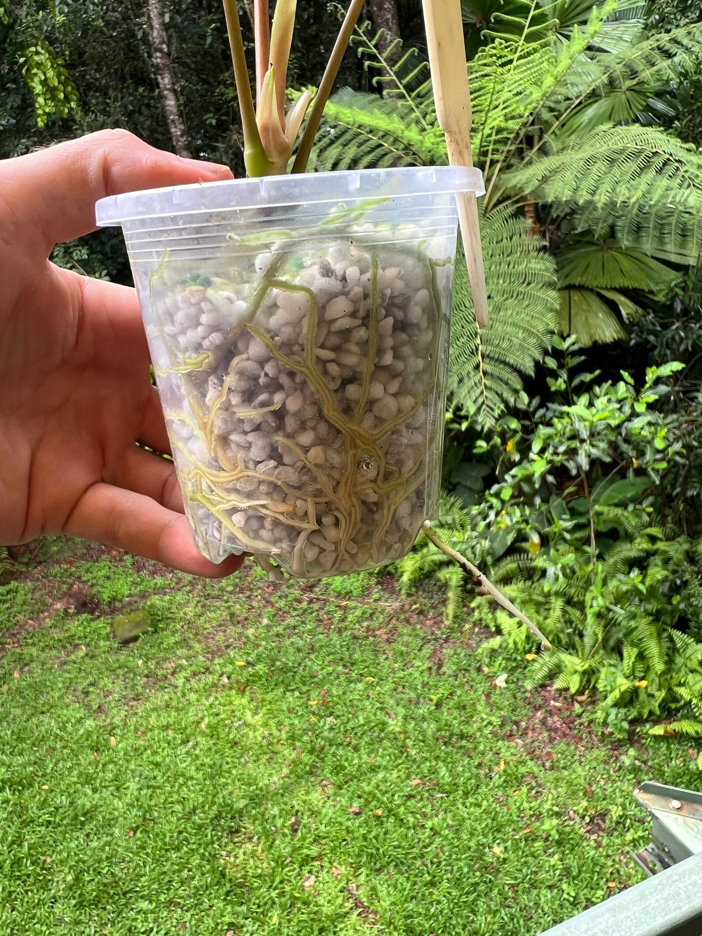 Anthurium Travesty Clone