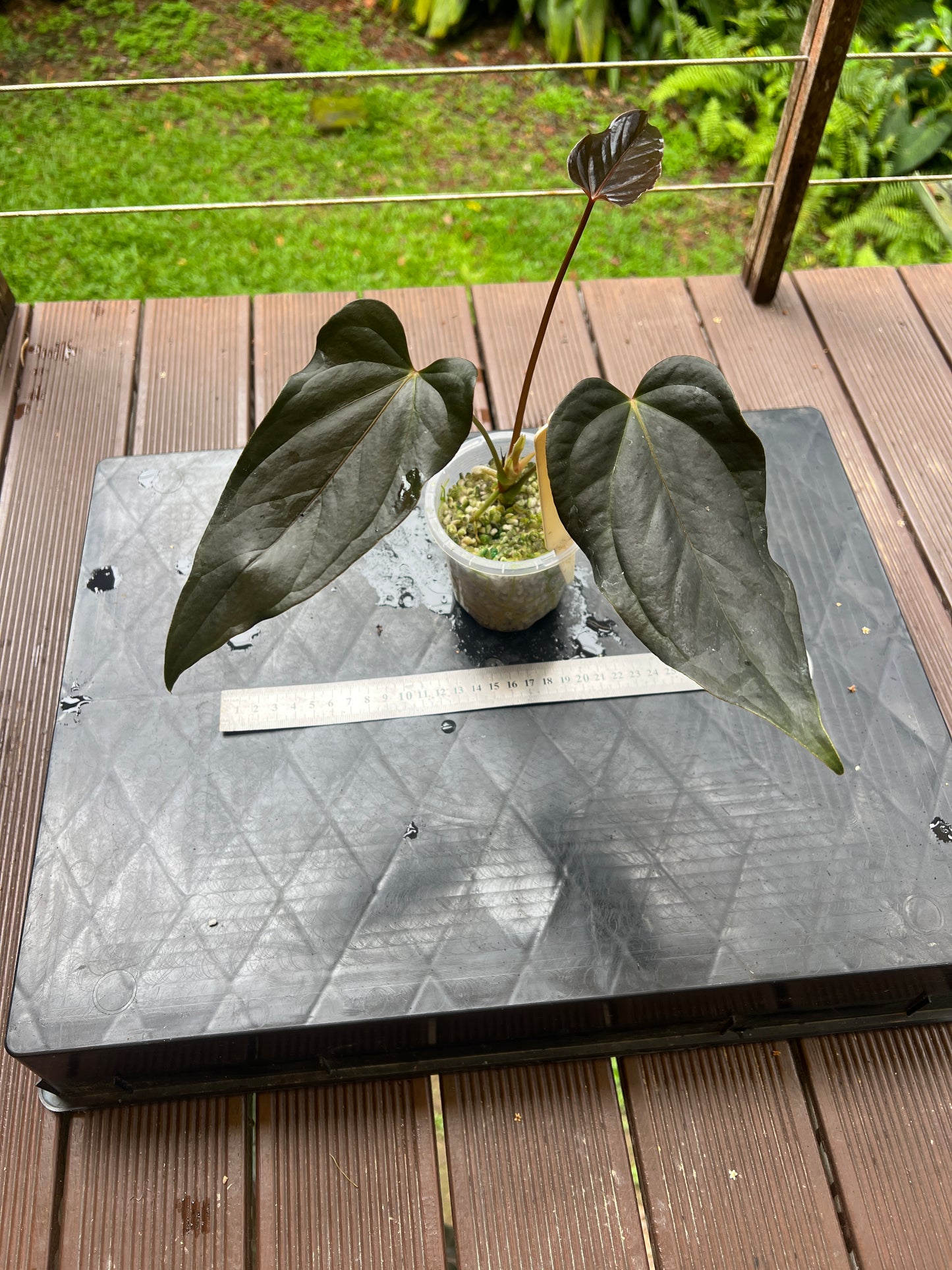 Anthurium Travesty Clone