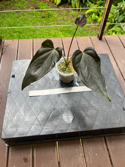 Anthurium Travesty Clone