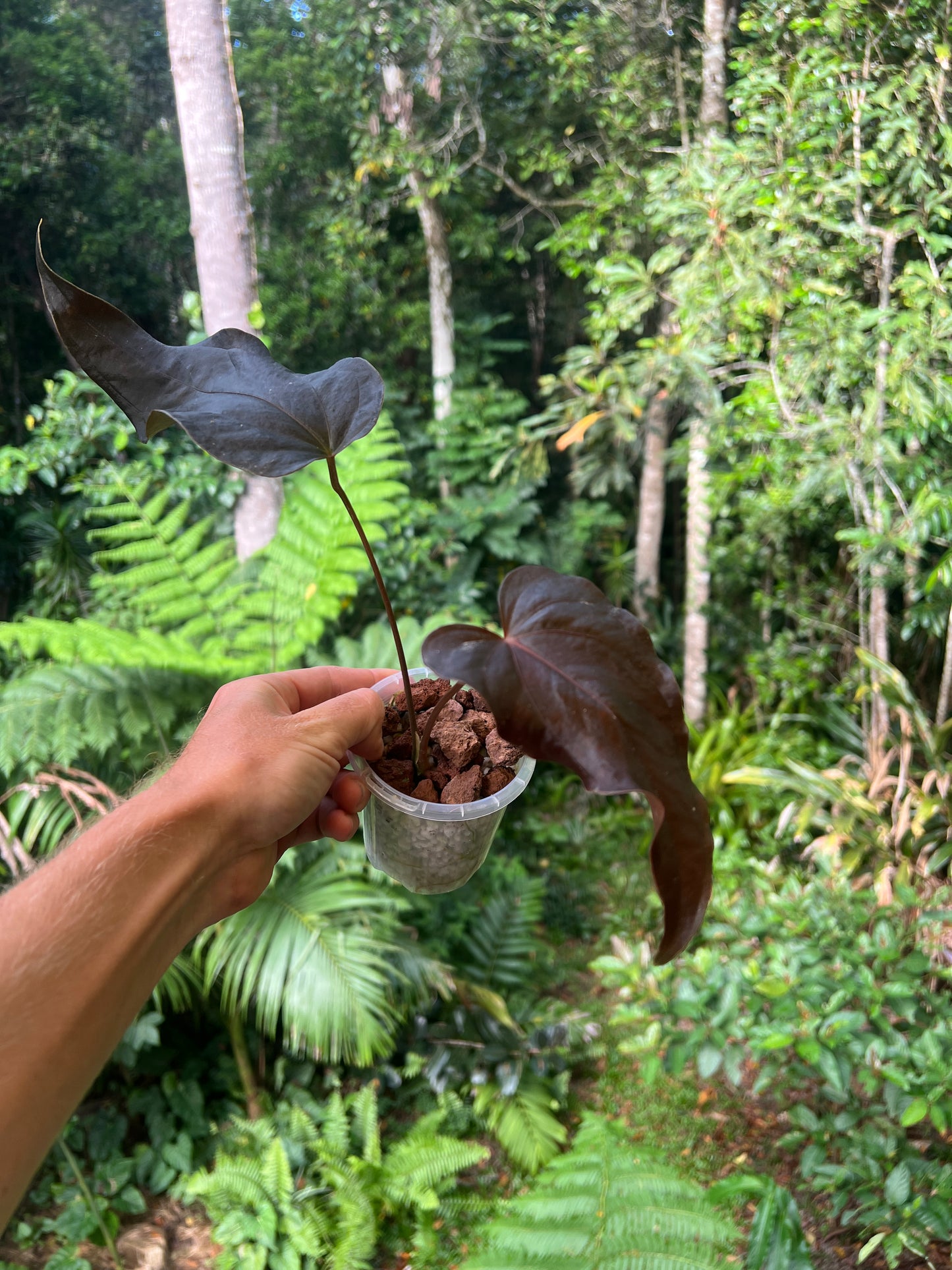 Anthurium Travesty Clone! Cutting Grown