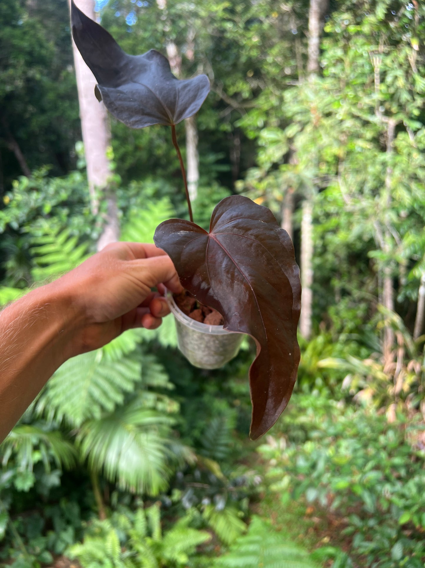 Anthurium Travesty Clone! Cutting Grown