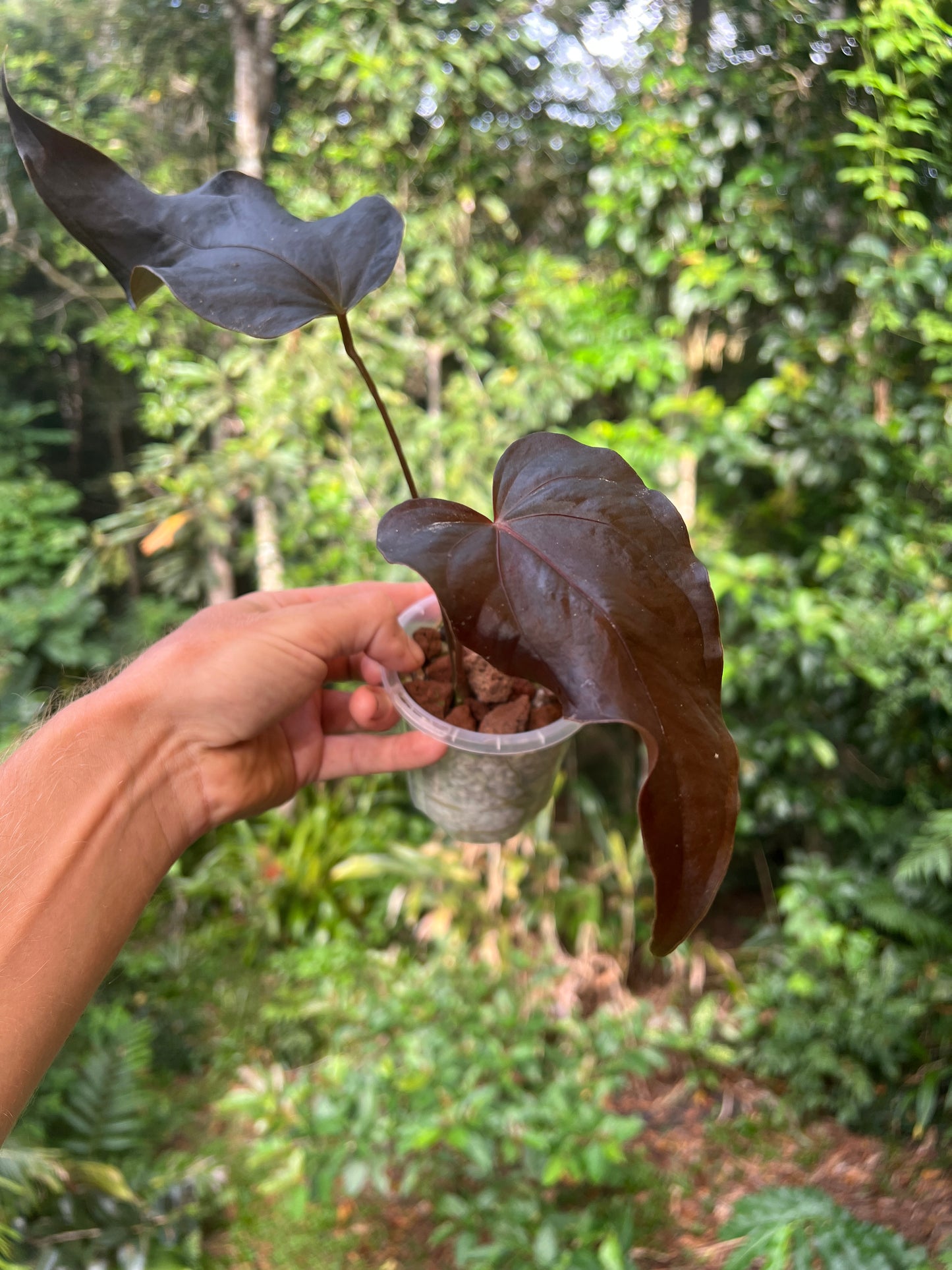Anthurium Travesty Clone! Cutting Grown