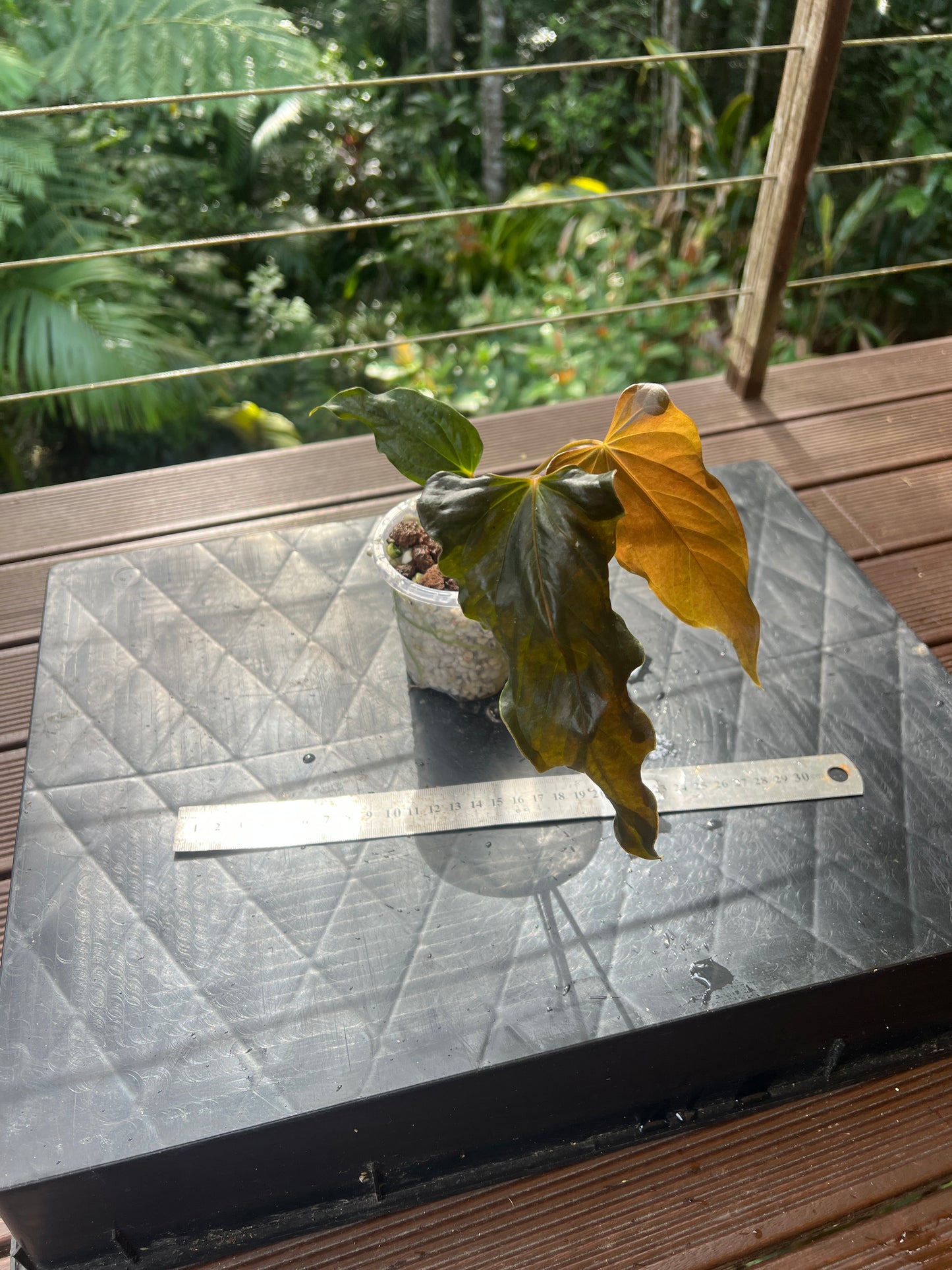 Anthurium Travesty Clone Cutting Grown
