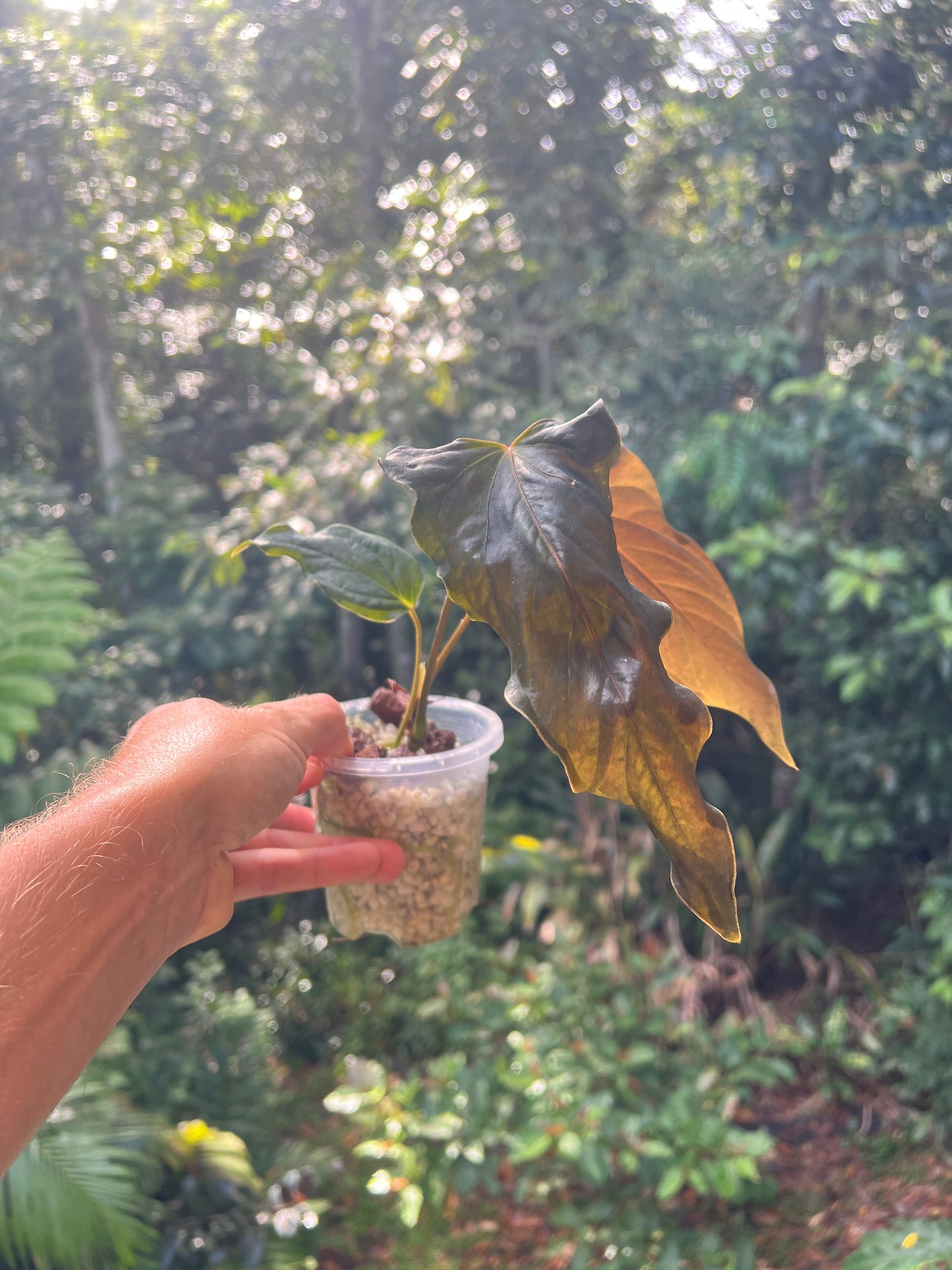 Anthurium Travesty Clone Cutting Grown