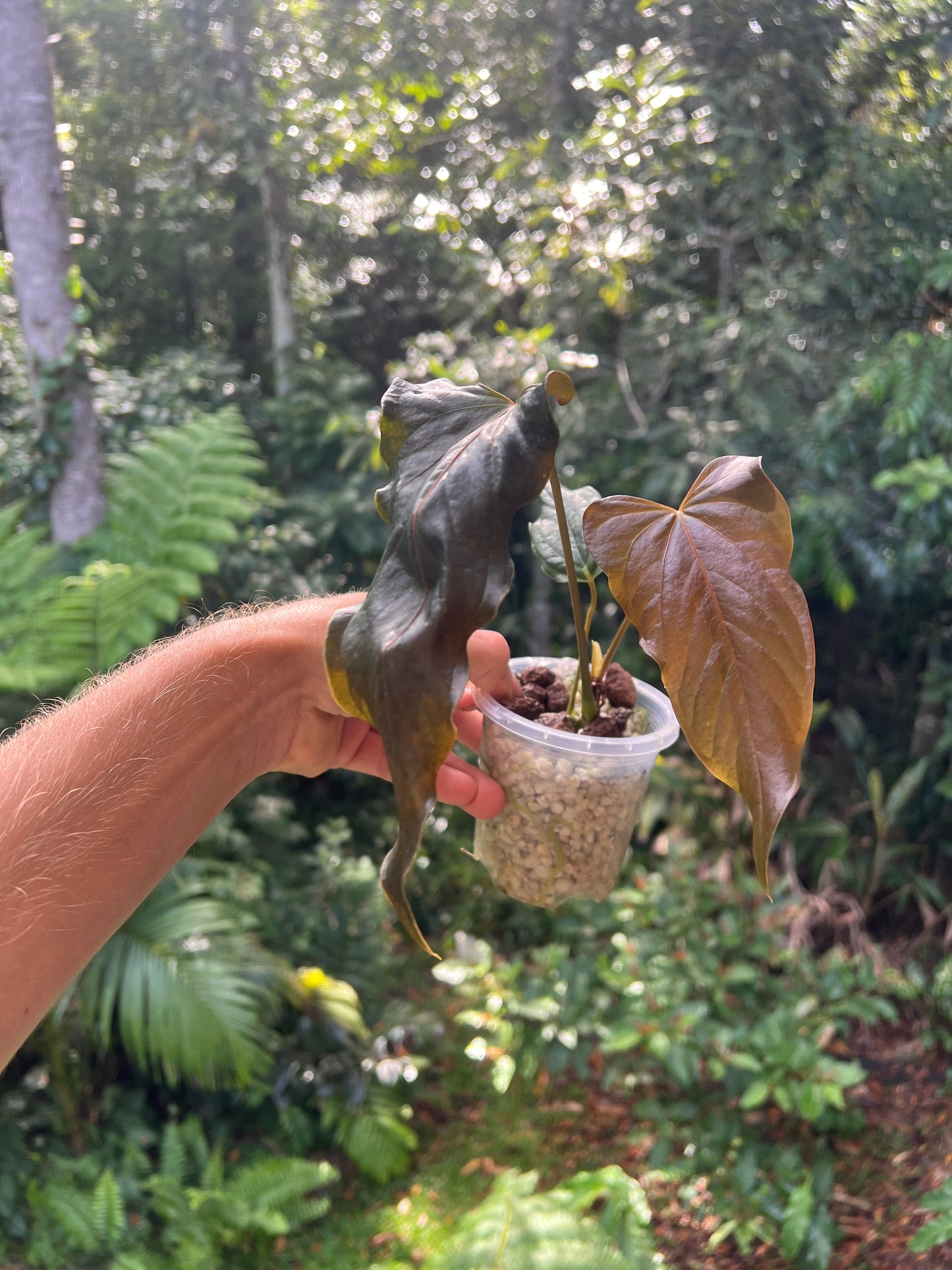 Anthurium Travesty Clone Cutting Grown
