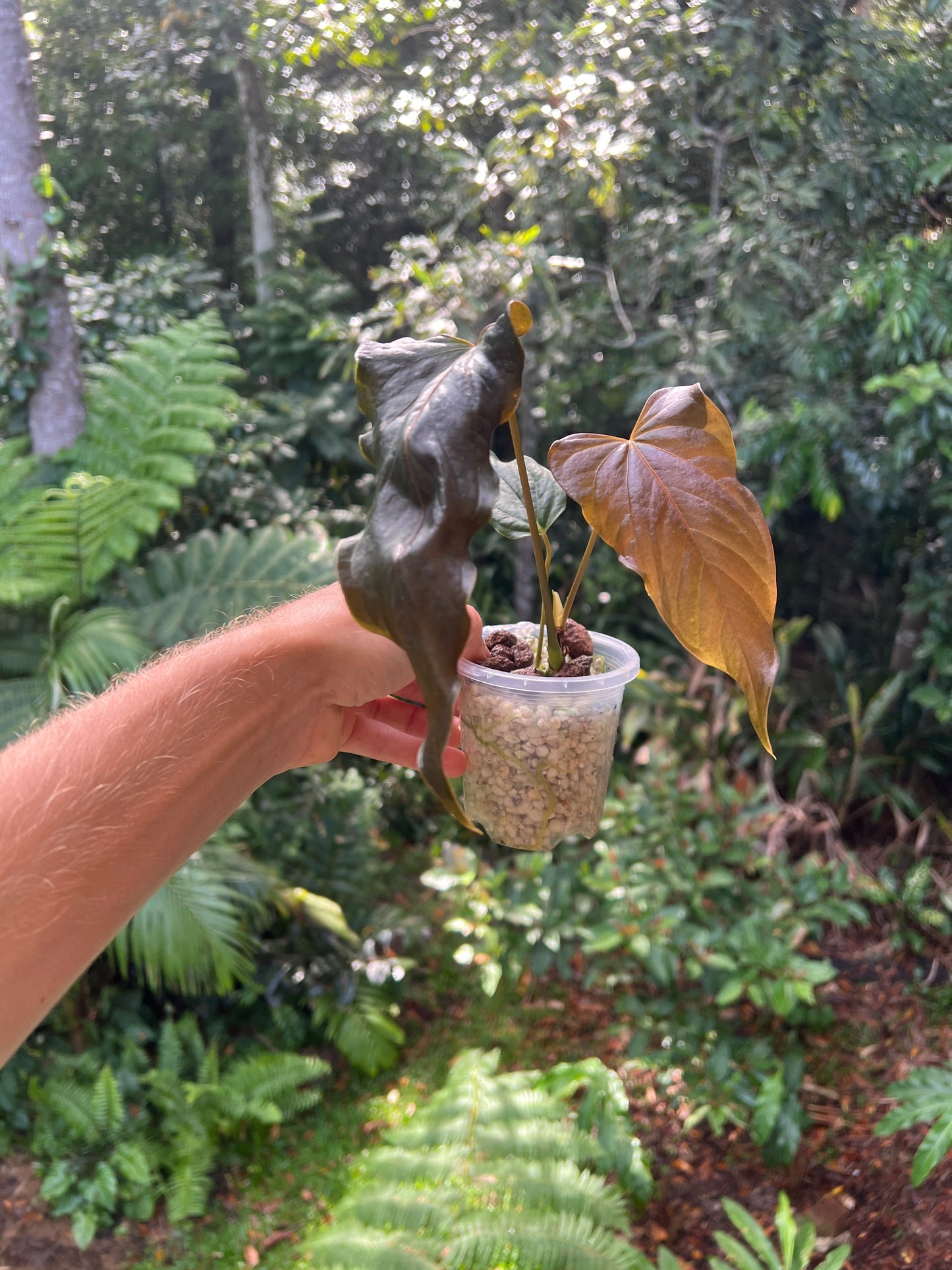 Anthurium Travesty Clone Cutting Grown