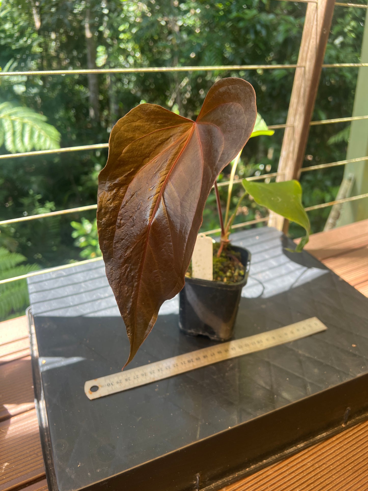 Anthurium Travesty Clone! Cutting Grown Large!