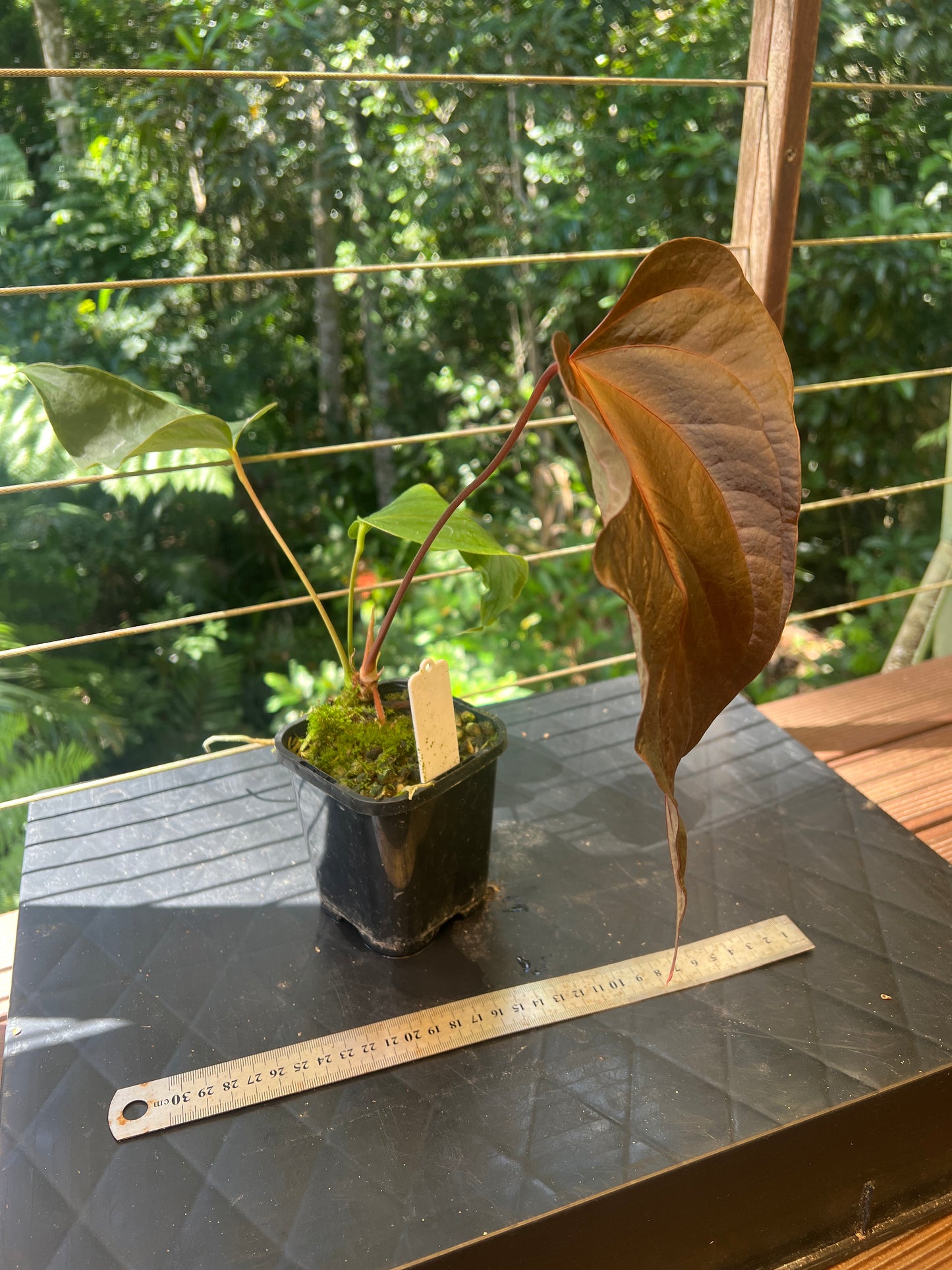 Anthurium Travesty Clone! Cutting Grown Large!