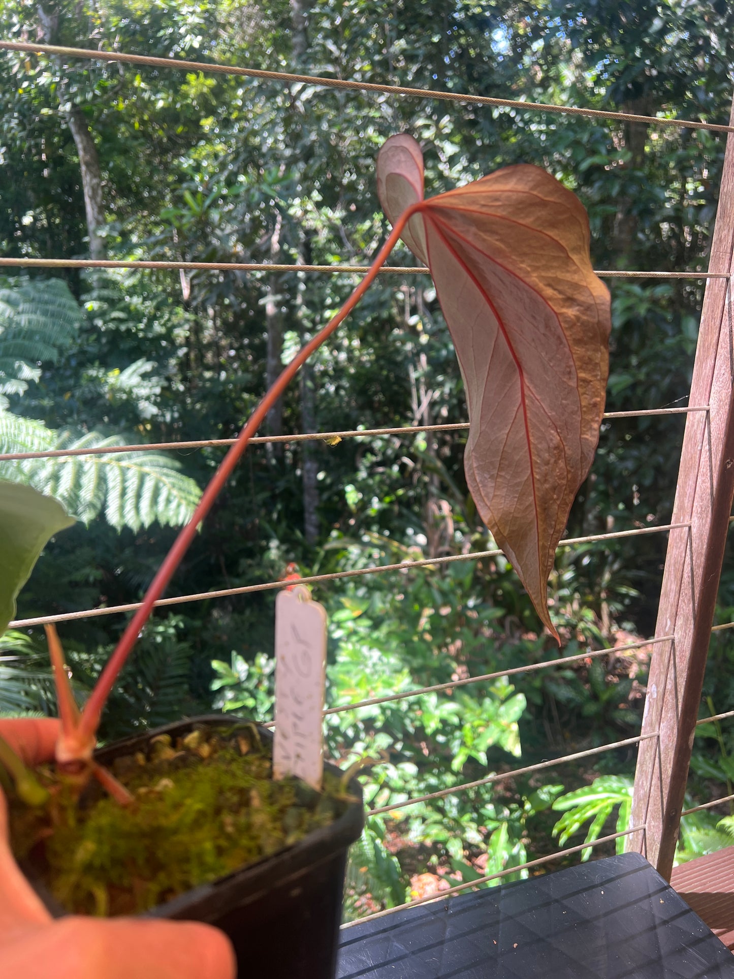 Anthurium Travesty Clone! Cutting Grown Large!