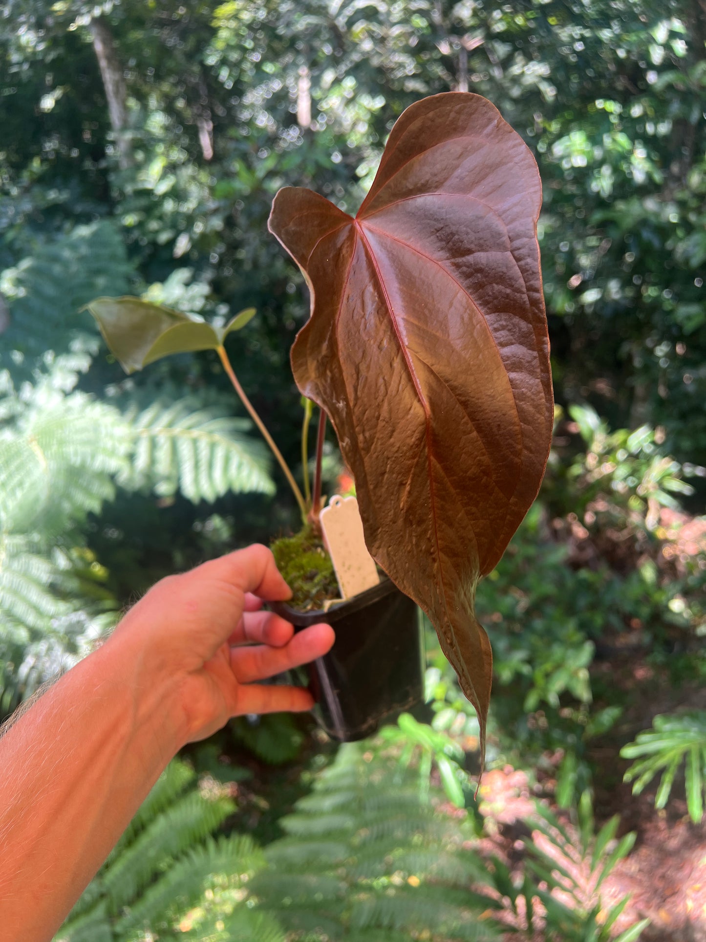 Anthurium Travesty Clone! Cutting Grown Large!
