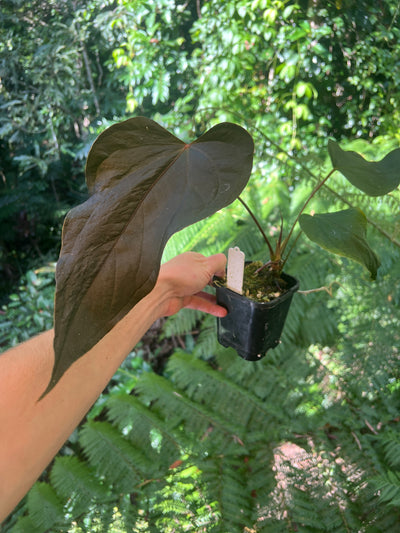 Anthurium Travesty Clone! Cutting Grown Large