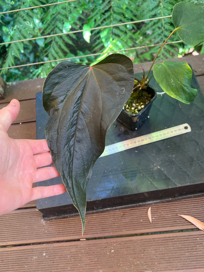 Anthurium Travesty Clone! Cutting Grown Large