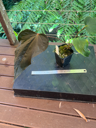 Anthurium Travesty Clone! Cutting Grown Large