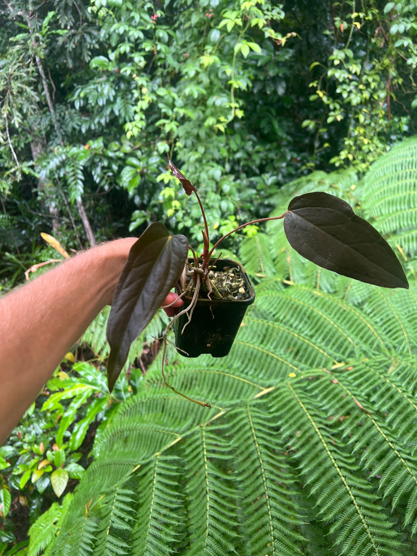 Anthurium Travesty Clone - Cutting Grown - Two Shoots Growing!