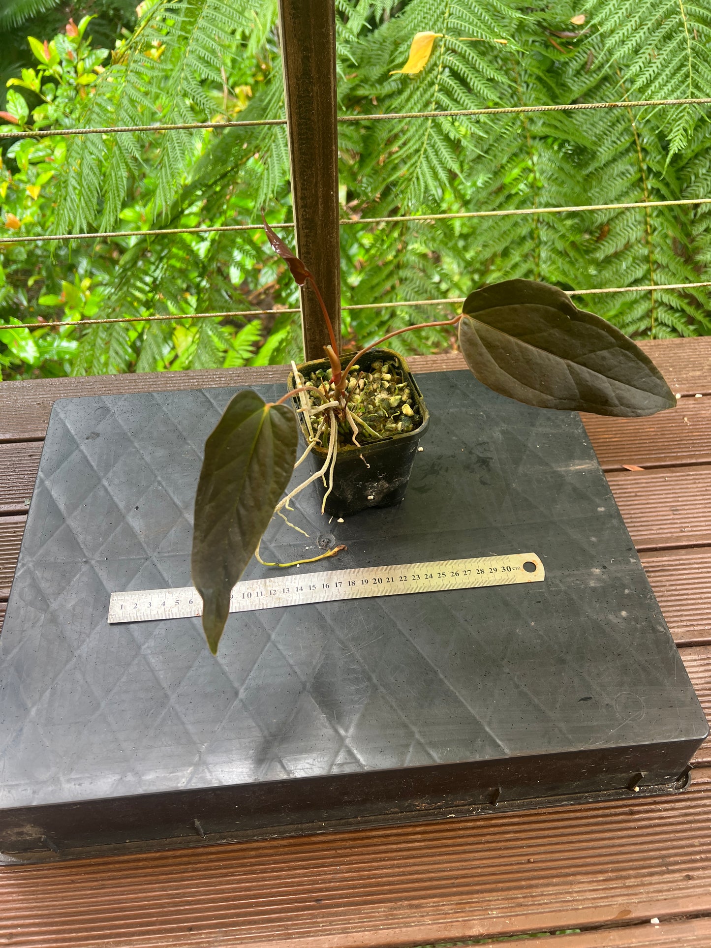 Anthurium Travesty Clone - Cutting Grown - Two Shoots Growing!