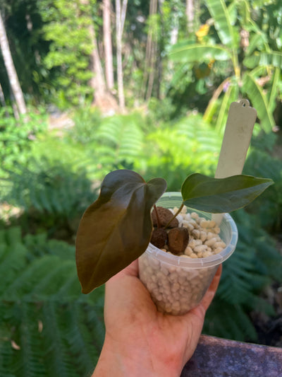 Anthurium Travesty Clone