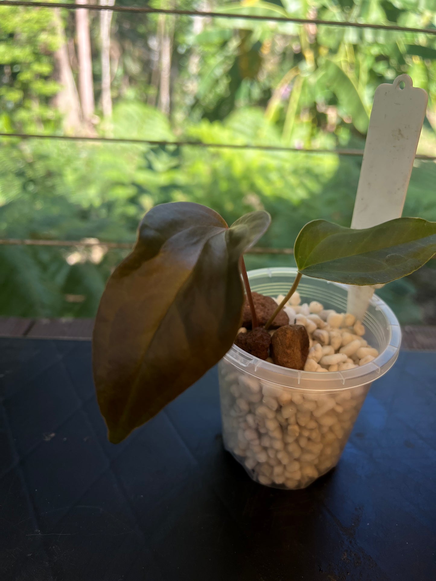 Anthurium Travesty Clone