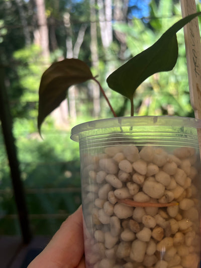 Anthurium Travesty Clone