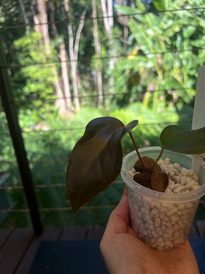 Anthurium Travesty Clone