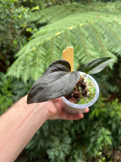 Anthurium Travesty Clone
