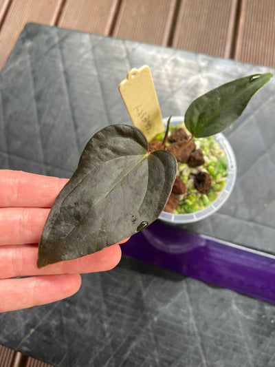 Anthurium Travesty Clone
