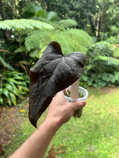 Anthurium Travesty Clone Larger