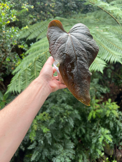 Anthurium Travesty Clone Larger