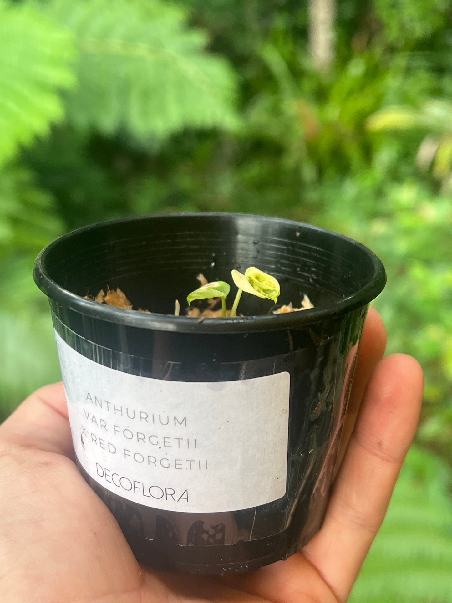 Anthurium Variegated forgetii x Red Forgetii x 1 var germinated Seed