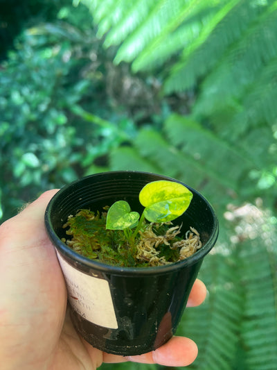 Anthurium Variegated forgetii x Red Forgetii x 1 var Seedling Shown