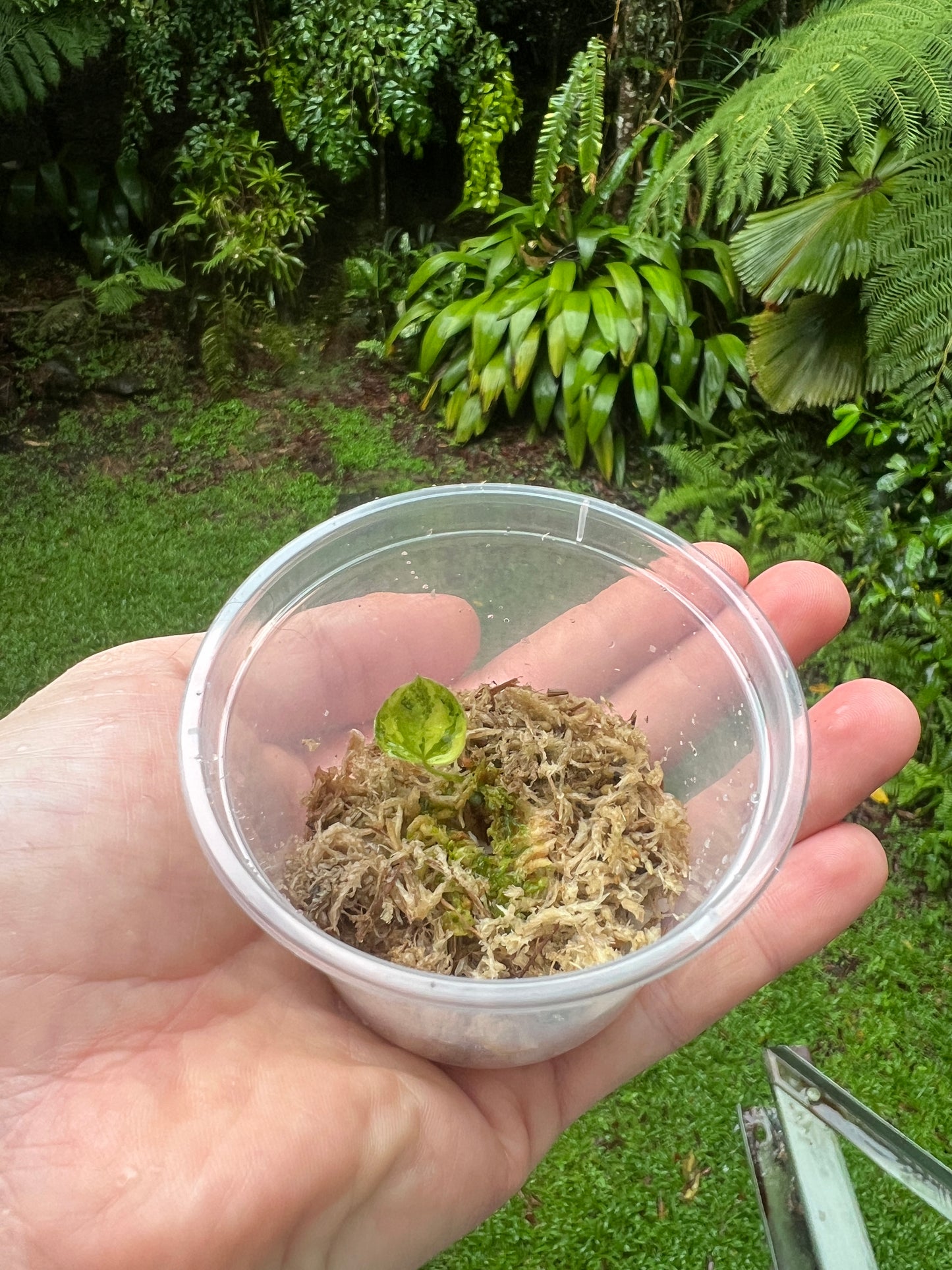Anthurium Variegated forgetii x Red Forgetii x 1 var germinated Seed