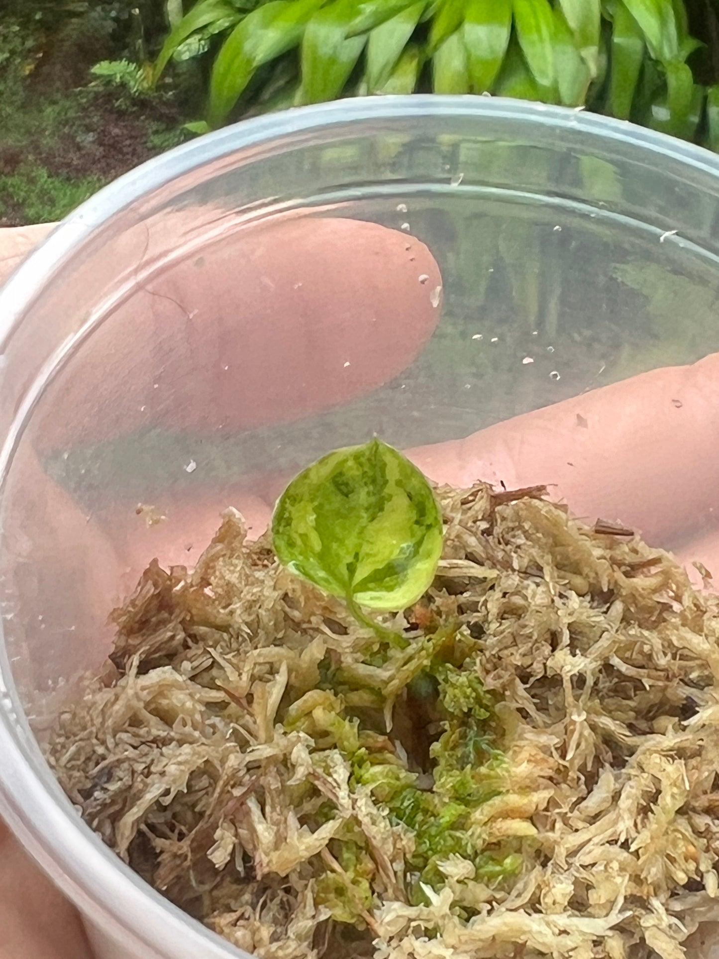 Anthurium Variegated forgetii x Red Forgetii x 1 var germinated Seed