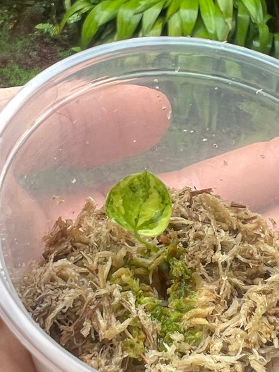 Anthurium Variegated forgetii x Red Forgetii x 1 var germinated Seed