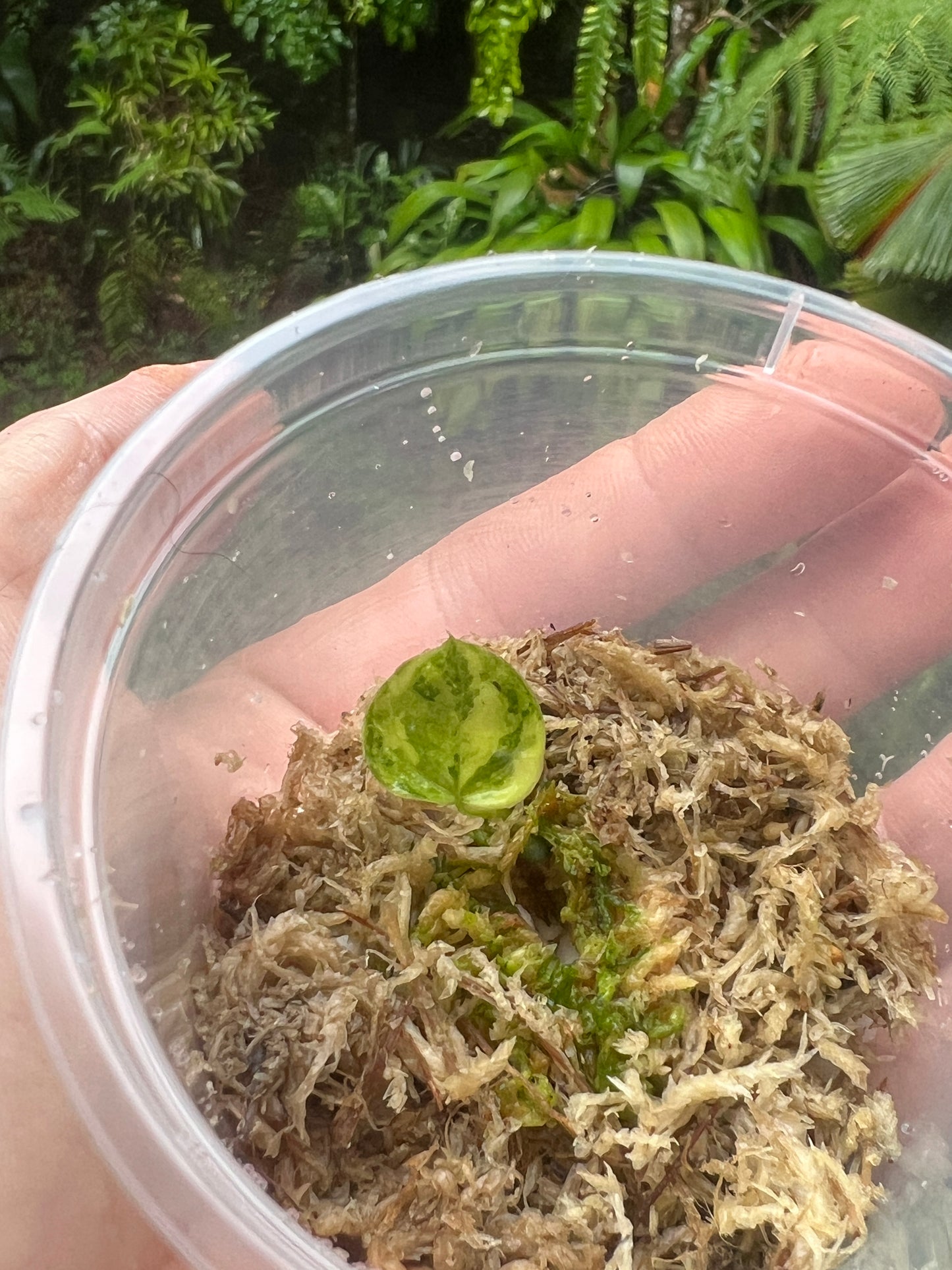 Anthurium Variegated forgetii x Red Forgetii x 1 var germinated Seed