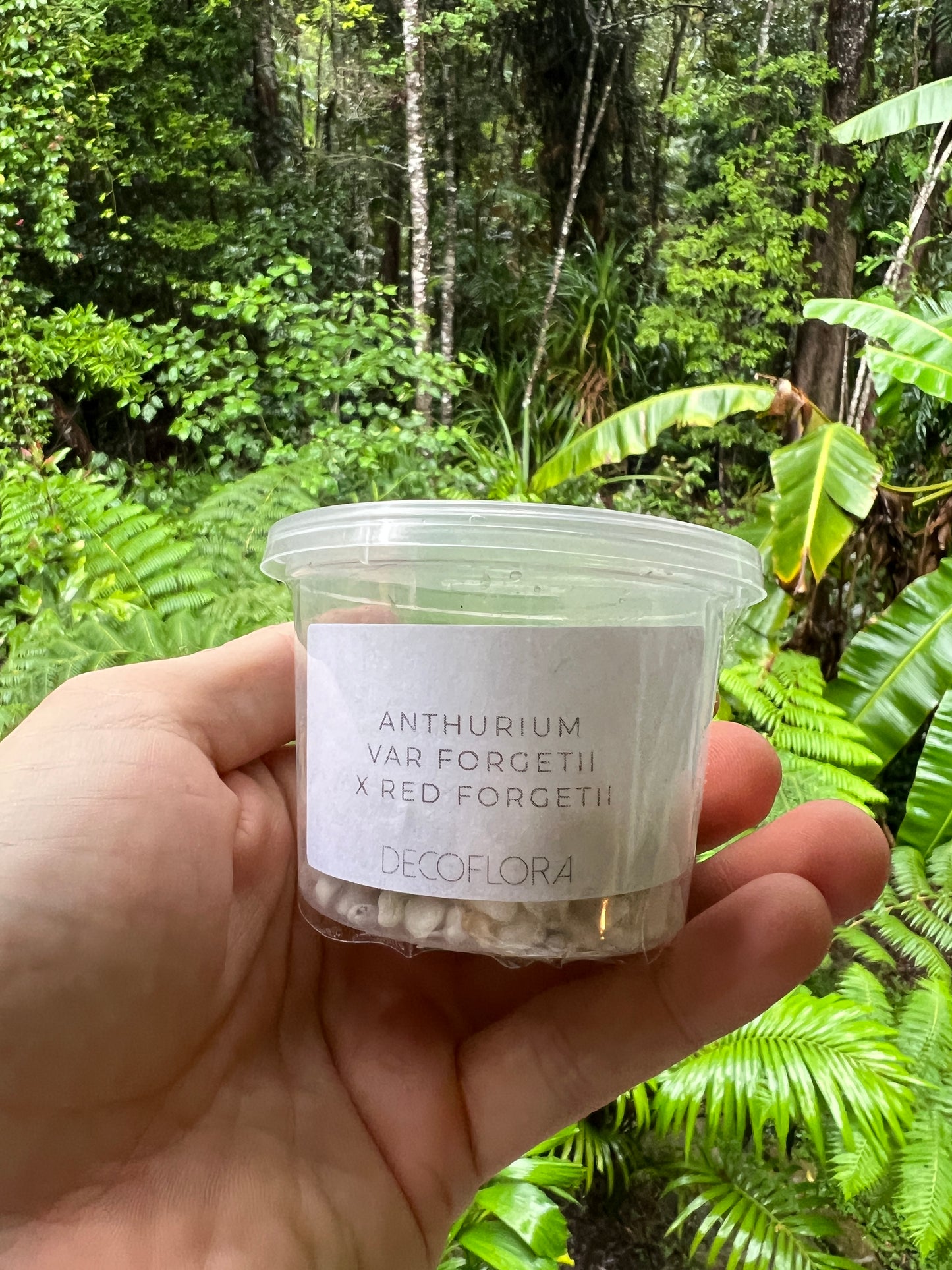 Anthurium Variegated forgetii x Red Forgetii x 1 var germinated Seed