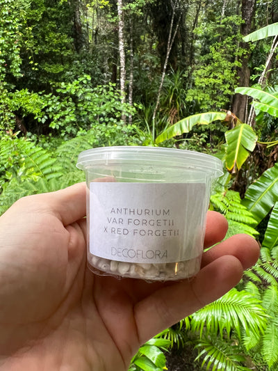 Anthurium Variegated forgetii x Red Forgetii x 1 var germinated Seed