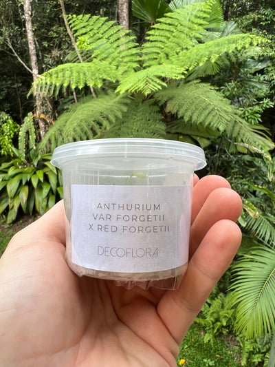 Anthurium Variegated forgetii x Red Forgetii x 1 var germinated Seed