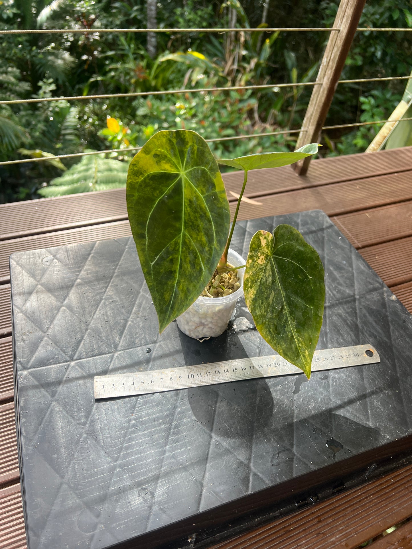 Anthurium Variegated Forgetii Clone Cutting Grown