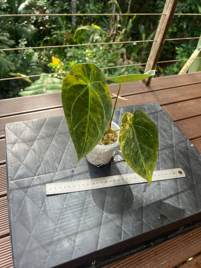 Anthurium Variegated Forgetii Clone Cutting Grown