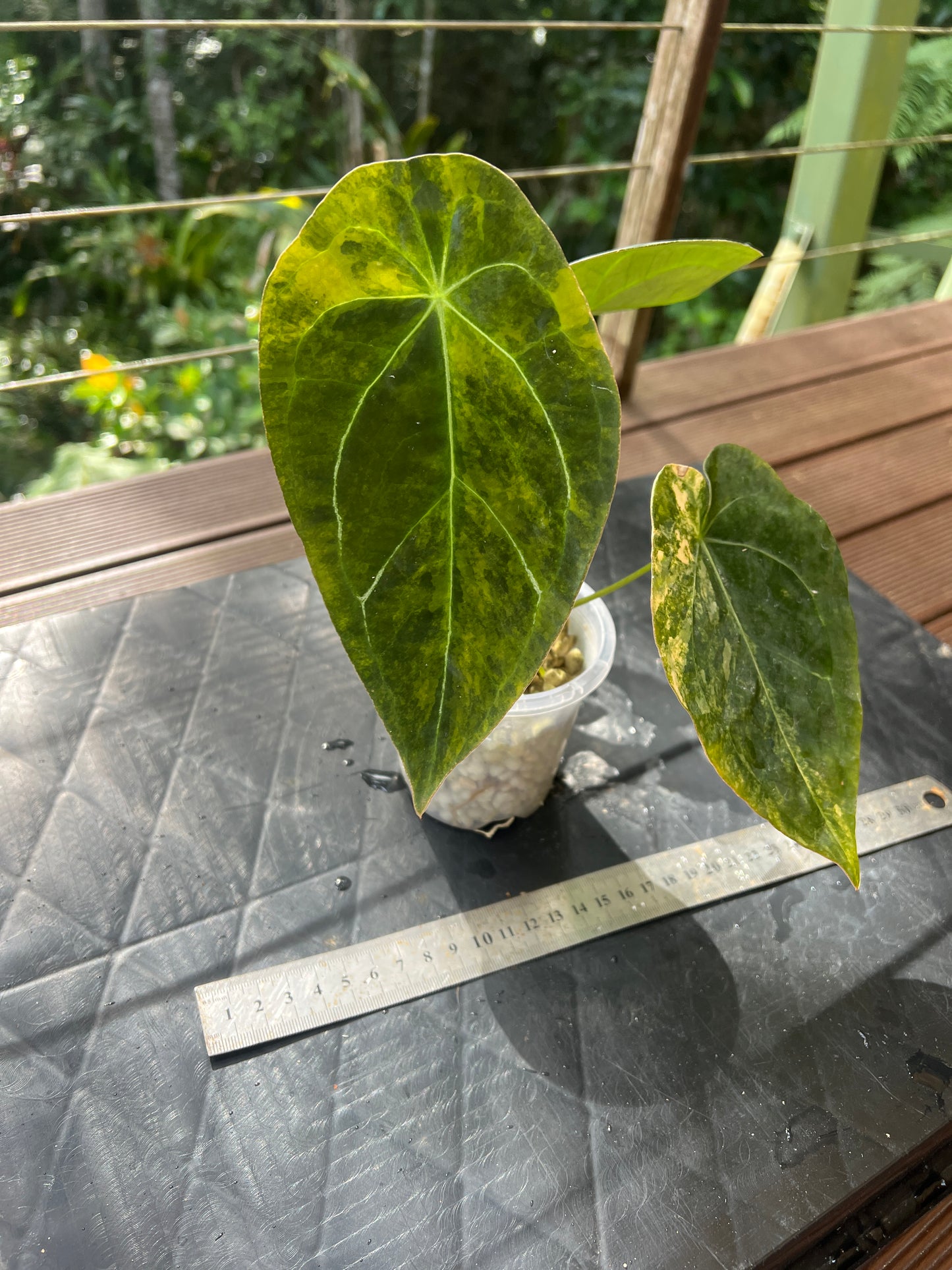 Anthurium Variegated Forgetii Clone Cutting Grown