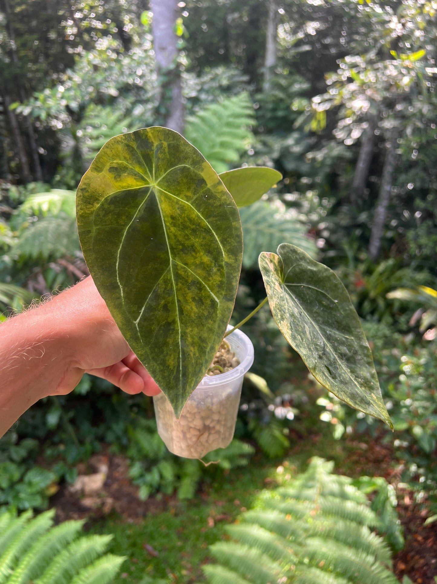 Anthurium Variegated Forgetii Clone Cutting Grown