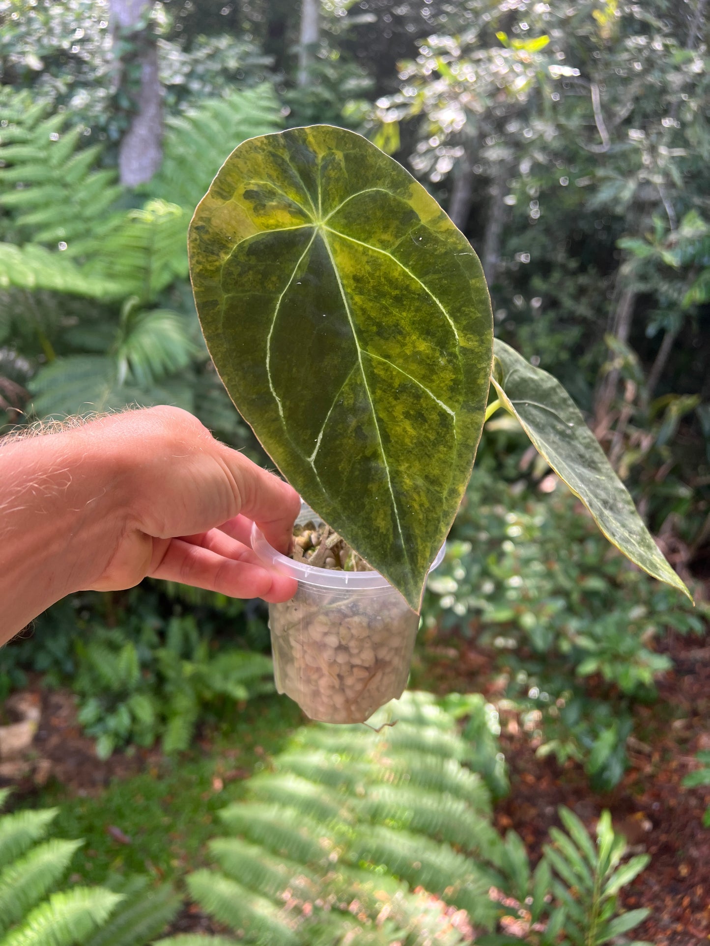 Anthurium Variegated Forgetii Clone Cutting Grown