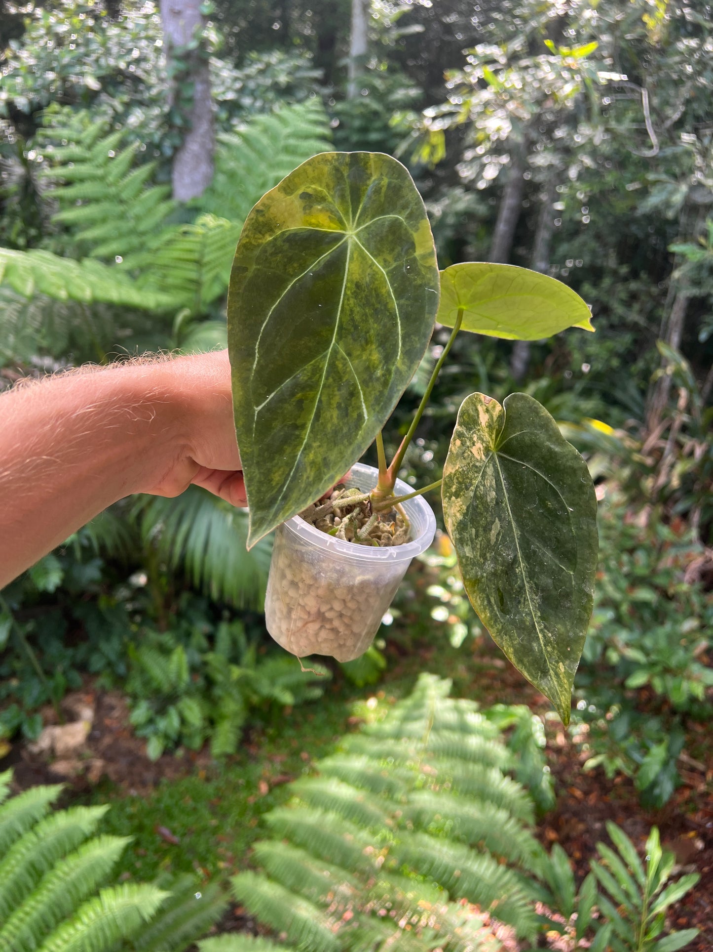 Anthurium Variegated Forgetii Clone Cutting Grown