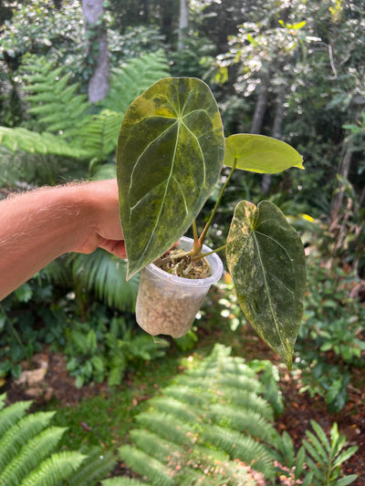 Anthurium Variegated Forgetii Clone Cutting Grown
