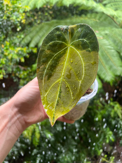 Anthurium Variegated Forgetii Original Clone