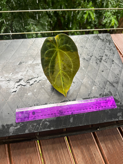 Anthurium Variegated Forgetii Original Clone