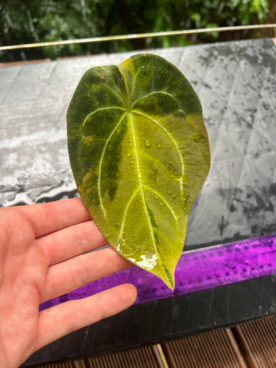 Anthurium Variegated Forgetii Original Clone