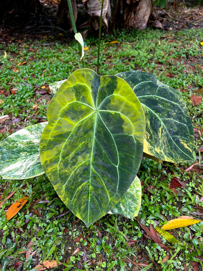 Anthurium Variegated Forgetii Original Clone
